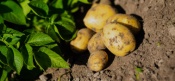 Bewertungen Bio Kartoffel Erzeuger