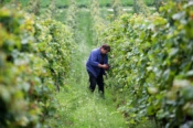 Bewertungen Weingut und Straußwirtschaft Proffert
